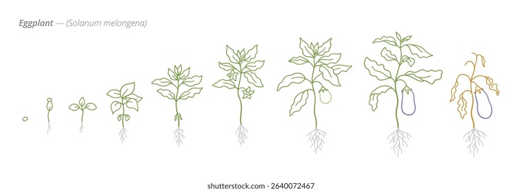 Eggplant Growth Stages from Seed to Mature Plant Vector Illustration for Agribusiness and Crop Planning