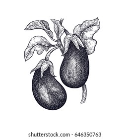 Eggplant. Hand drawing of vegetable. Vector art illustration. Isolated image of black ink on white background. Vintage engraving. Kitchen design for decoration recipes, menus, sign shops, markets.