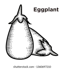 Eggplant Hand Drawn.
