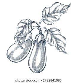 Eggplant hand drawn Isolated vector illustration banner. Health food produce. Greeting card templates, restaurant menu, packaging. Detailed botanical sketches. Pencil drawing. Engraving style