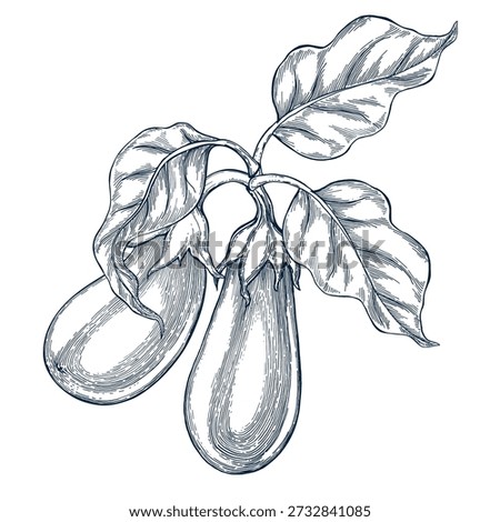 Eggplant hand drawn Isolated vector illustration banner. Health food produce. Greeting card templates, restaurant menu, packaging. Detailed botanical sketches. Pencil drawing. Engraving style