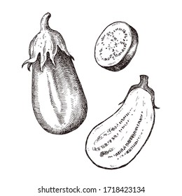 Eggplant hand drawn vector illustration isolated on white