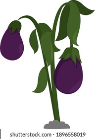 Berinjela, ilustração, vetor sobre fundo branco