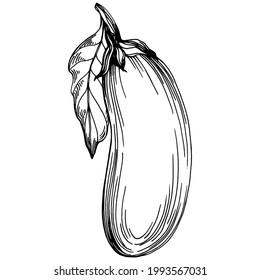 Eggplant Isolated hand drawn illustration. Aubergine vegetable engraved style. Brinjal Sketch vegetarian food drawing. Guinea squash farm market product. The best for design logo, menu, label, icon.