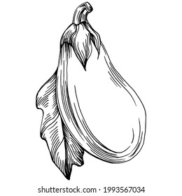 Eggplant Isolated hand drawn illustration. Aubergine vegetable engraved style. Brinjal Sketch vegetarian food drawing. Guinea squash farm market product. The best for design logo, menu, label, icon.