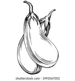 Eggplant Isolated hand drawn illustration. Aubergine vegetable engraved style. Brinjal Sketch vegetarian food drawing. Guinea squash farm market product. The best for design logo, menu, label, icon.