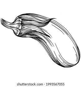 Eggplant Isolated hand drawn illustration. Aubergine vegetable engraved style. Brinjal Sketch vegetarian food drawing. Guinea squash farm market product. The best for design logo, menu, label, icon.