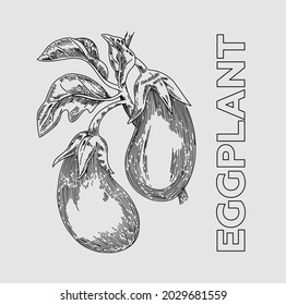 
Eggplant On A Branch With Leaves. Vector. 