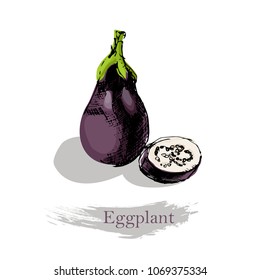 Eggplant on white background. Vector colorful sketch illustration
