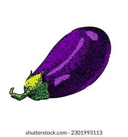eggplant organic aubergine hand drawn. vegetable food, black fresh, purple ingredient, ripe vegetarian, raw fruit eggplant organic aubergine vector sketch. isolated color illustration