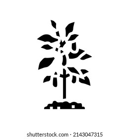 eggplant in pots glyph icon vector. eggplant in pots sign. isolated contour symbol black illustration