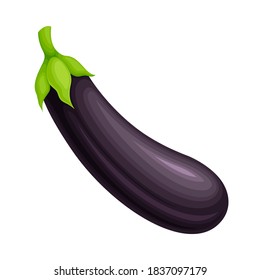 Eggplant Ripe Vegetable as Organic Food Vector Illustration