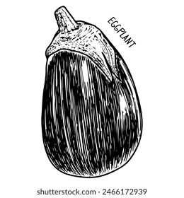 Eggplant sketch. Ripe vegetable. Healthy food. Farm product. Harvesting. Hand drawn vector line illustration.