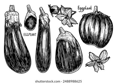 Eggplant sketch. Ripe vegetable. Healthy food. Farm product. Harvesting. Hand drawn vector line illustration. Set of elements.