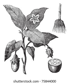 Eggplant or Solanum melongena, vintage engraving. Old engraved illustration of an eggplant plant showing flowers and fruit (left), root (upper right) and fruit cross-section (lower right).