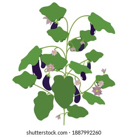 Eggplant. They plant vegetables. The cultivation of plants. Vector illustration.