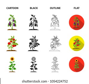Eggplant, tomato, sunflower and peas.Plant set collection icons in cartoon,black,outline,flat style vector symbol stock illustration web.