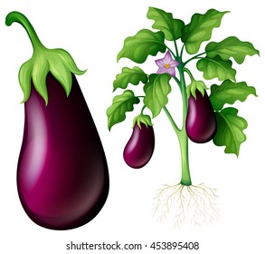 Eggplant tree with leaves and roots illustration