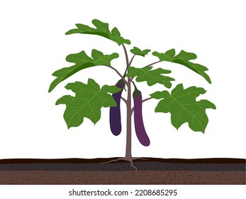 Eggplant trees in the field on a white background.