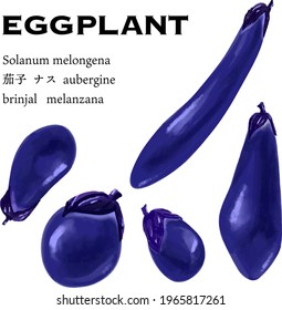 Eggplant variation set vector illustration