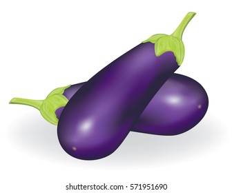 Eggplant vector