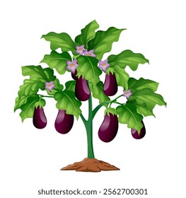 Eggplant Vector Design, Brinjal Vegetable plant, purple, eggplant illustration