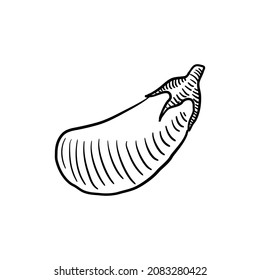 berenjena, boceto de dibujo vectorial aislado en fondo blanco, ilustración dibujada a mano