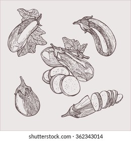 Eggplant  vector illustration set vintage