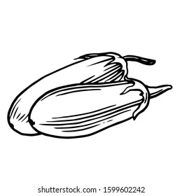 eggplant. Vector. Outline drawing of a vegetable on a white background. Sketch. Drawing marker on paper. Isolated object.