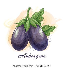 Eggplant watercolor drawing. Aubergine plant vegetables with leaf branch aquarelle sketch drawing, eggplants bunch painting agriculture healthy food isolated vector illustration