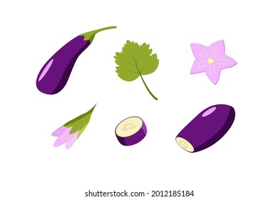 Eggplant whole and cut, eggplant flowers and leaf. Vector illustration of vegetables, a set of harvest
