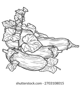 Berinjela inteira e cortada, desenho. Ilustração vetorial. Legumes e folhas rústicos, isolados em um fundo branco. Para receitas, mercado de agricultores, feira do país e loja, menus e livros de receitas