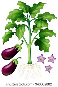 Eggplants with flower and roots illustration