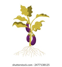 Eggplants growing on green plant with leaves, stem and roots vector illustration
