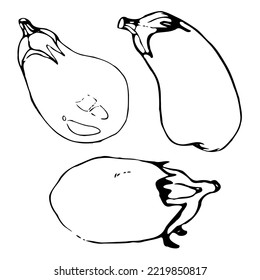 Eggplants hand drawn illustration. Black and white eggplants illustration. Eggplant sketch.