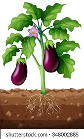 Eggplants on the tree illustration