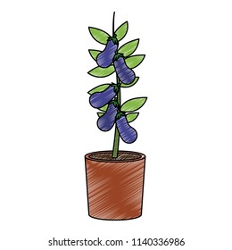 Eggplants plant in pot scribble