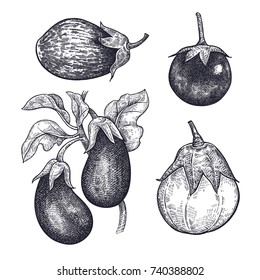 Eggplants set. Hand drawing of vegetable. Vector art illustration. Isolated image of black ink on white background. Vintage engraving. Kitchen design for decoration recipes, menus, sign shops, markets