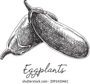 Eggplants - sketchy hand-drawn vector illustration