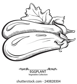 Eggplants. Vector hand drawn vegetables isolated on white background