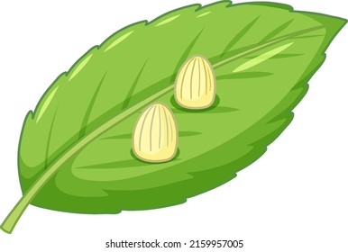 Eggs of butterfly on a leaf illustration