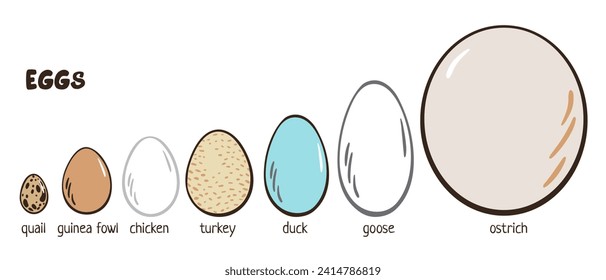 Eggs color set. Chicken, quail, duck, turkey, goose, duck, ostrich. Different egg sizes collection. Bird eggs. Vector design element for book illustration, poster, package design. Spotted, solid eggs