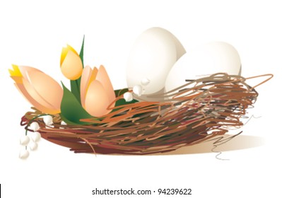 eggs in the nest