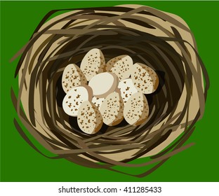 Eggs on the bird nest. Vector illustration with green background.