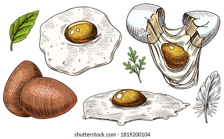 Eggs and scrambled omelette, farm product. Engraved hand drawn vintage sketch. Woodcut style. Vector illustration for menu or poster.