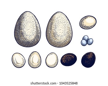 Huevos dibujados a mano Vector aislado.Ilustración botánica. Plantillas universales para la invitación o el conjunto de embalaje fresco. Grabado