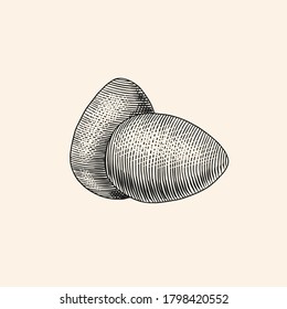 Eggs and shell, farm product. Engraved hand drawn vintage sketch. Woodcut style. Vector illustration 