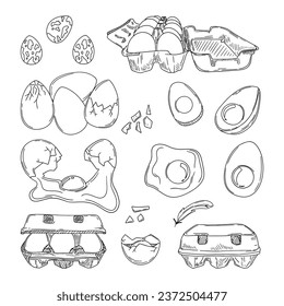 Eggs sketch. Vector illustration of natural egg, broken shell, egg box, egg packaging. Chicken eggs, quail eggs