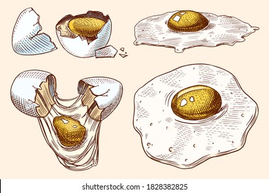 Eggs and and yolk, scrambled omelette, shell and farm product. Engraved hand drawn vintage sketch. Woodcut style. Vector illustration for menu or poster.