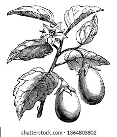 The egg-shaped, the stem is often thorny with large leaves, the leaves shape scalloped, vintage line drawing or engraving illustration.